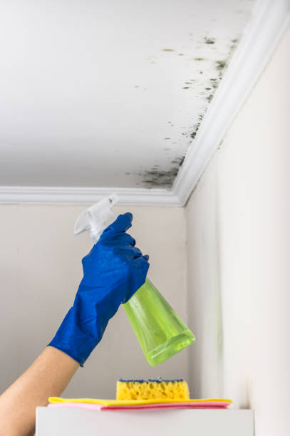 Best Mold Remediation  in Hugo, MN